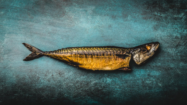 蓝色背景上的烟熏鲭鱼。前视图,图片下载