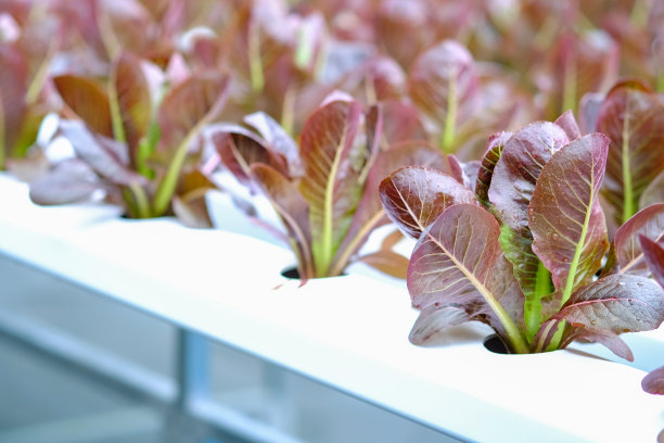 因为生菜在后台被隔离了。图片下载