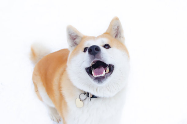 年轻精力充沛的秋田犬在散步。冬天在户外散步。图片下载