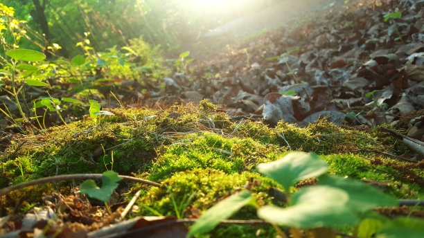 郁郁葱葱的森林地面图片下载