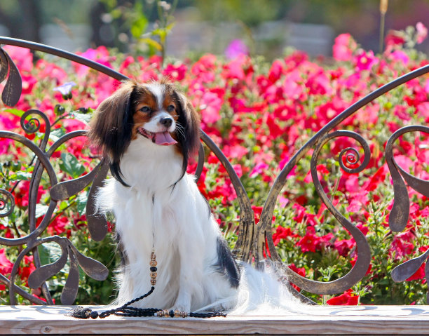 一只漂亮的白色狗，耳朵挂在红色的花朵上。图片下载