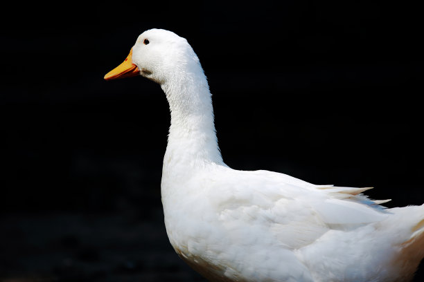 室外花园黑色背景上的白鹅图片下载
