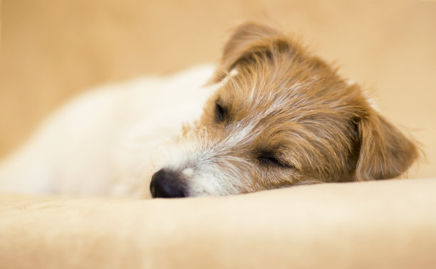 可爱的睡懒觉狗图片下载