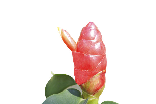 红花盛开，印度头姜，唇花图片下载