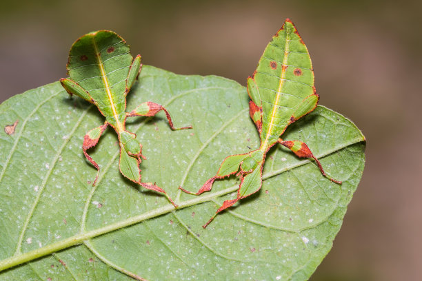 叶 insect (Phyllium westwoodi)图片下载