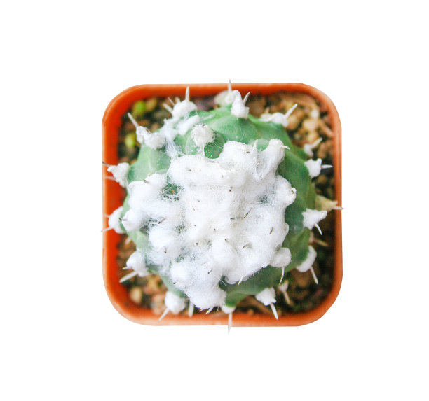 在盆中孤立的星形植物仙人掌在白色的背景与修剪路径图片下载