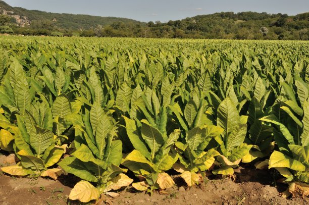 一排排的烟草植物图片下载