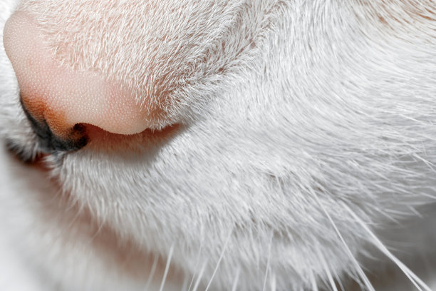 猫的口靠近。图片下载