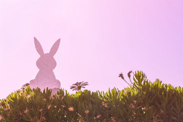 创意复活节概念照片剪影纸兔子在洋甘菊花和绿色草地上的日落天空背景。图片下载