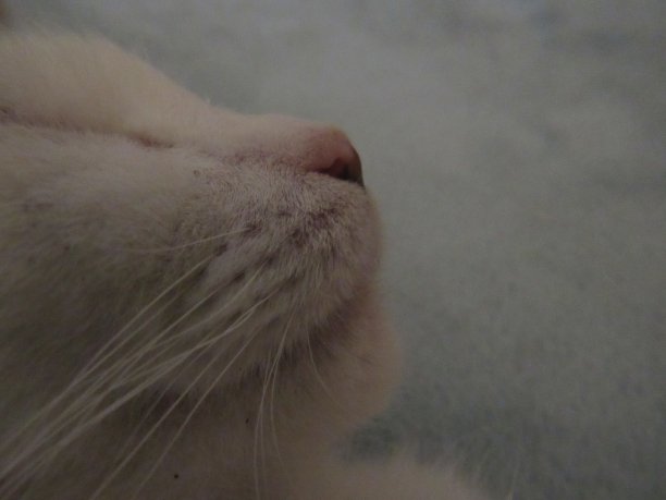 特写镜头图片下载