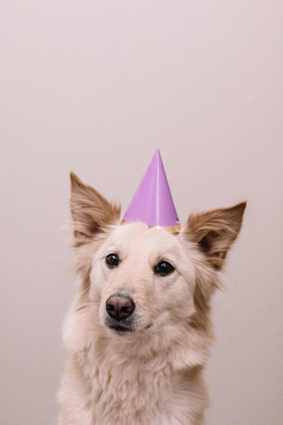 狗的生日图片下载