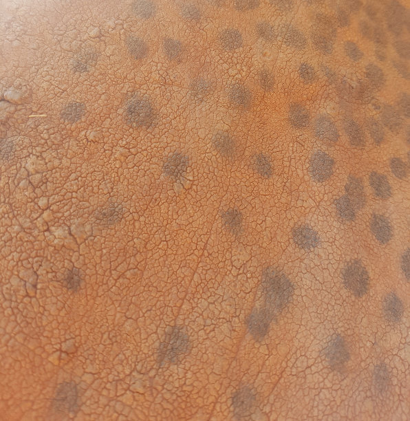 幼象皮肤背景纹理图片下载