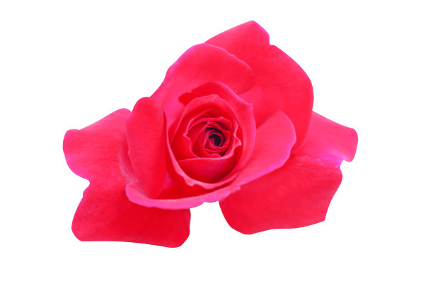 顶部红玫瑰开花孤立在白色背景和修剪路径图片下载