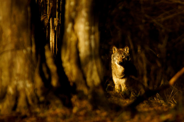 美丽的灰(灰)狼/犬类狼疮/在森林里。Bieszczady山脉,波兰图片下载