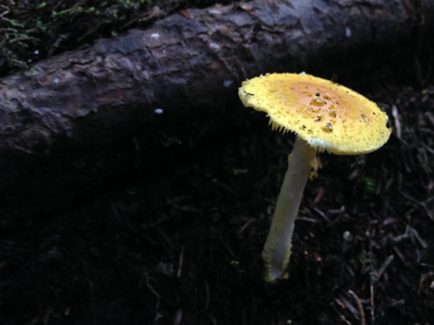 蘑菇和日志图片下载