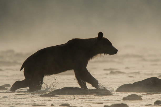 日出时熊过河的剪影。Bieszczady山脉。波兰图片下载