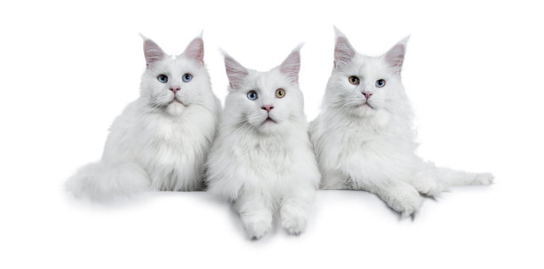 令人印象深刻的3排白色的成年缅因浣熊，彼此躺在一起，用蓝色和黄色(奇怪的)眼睛看着相机。孤立在白色背景上。图片下载