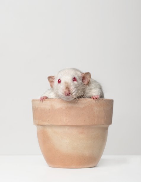 可爱的啮齿动物坐在花盆里，对着镜头好奇。垂直图像与复制空间。图片下载