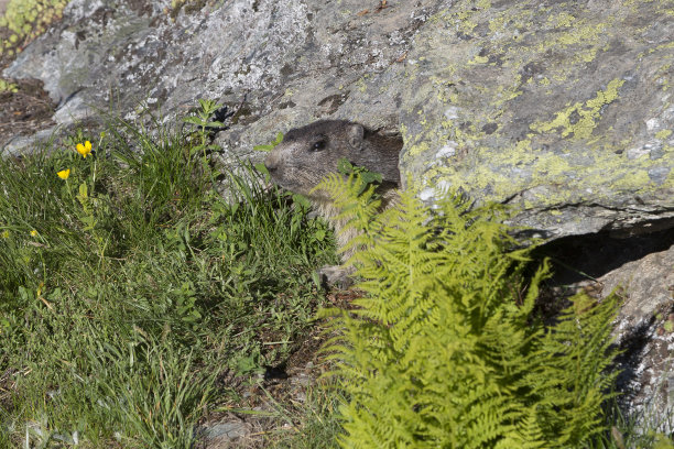 高山旱獭(Marmota Marmota)是一种发现于欧洲中部和南部山区的旱獭。图片下载
