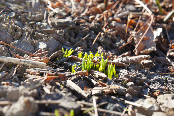 大地上长出了春芽图片下载