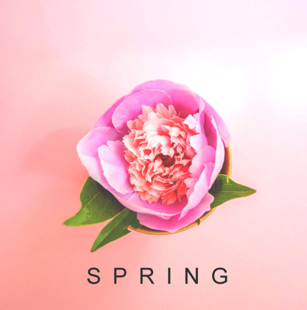 单一的粉红牡丹。图片下载