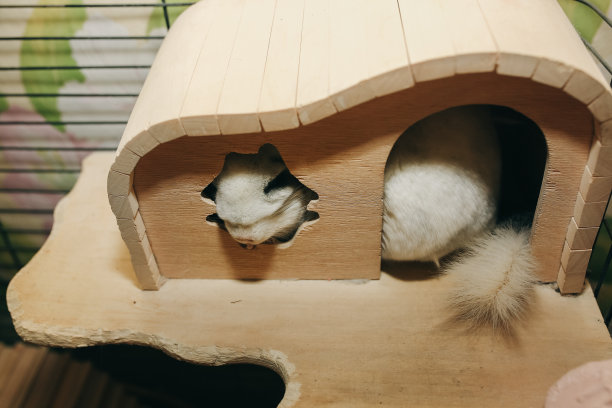 可爱的毛茸茸的白色栗鼠坐在它的木房子的笼子里。宠物在家里。白色的皮毛和友好的动物。图片下载