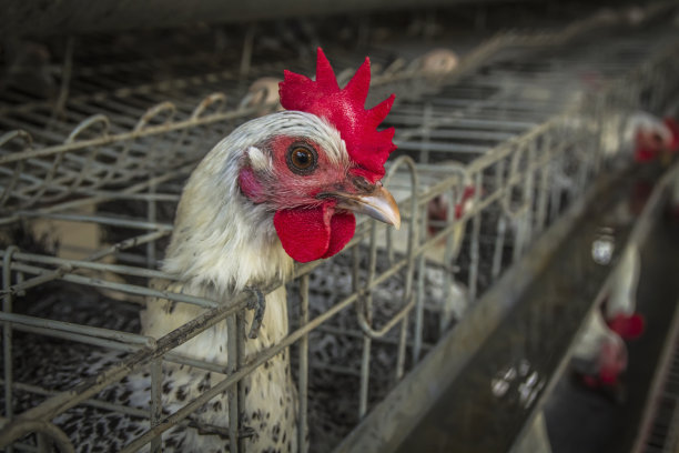 布雷克尔在农舍里养鸡图片下载