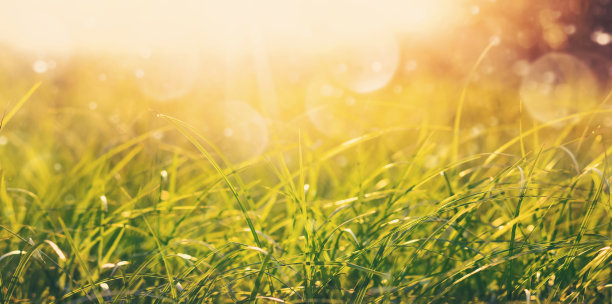 自然背景。图片下载