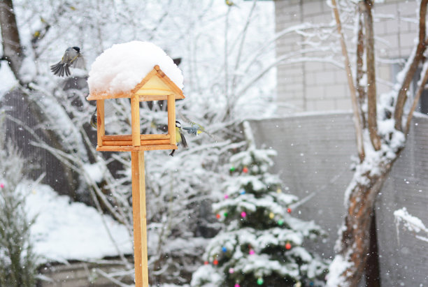 在冬天给花园里的鸟儿喂食。图片下载