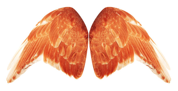 翅膀。图片下载