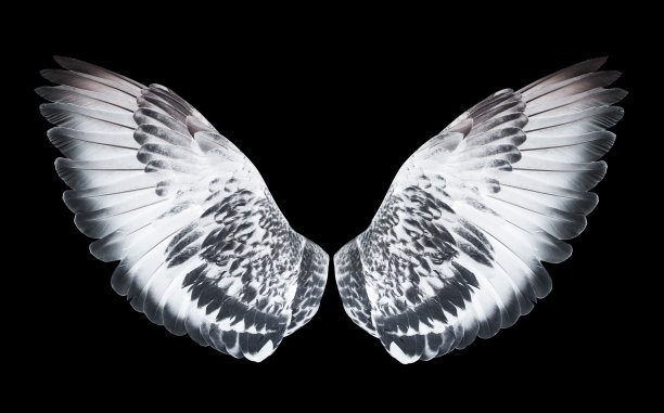 翅膀图片下载