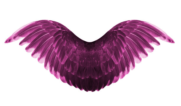 翅膀。图片下载