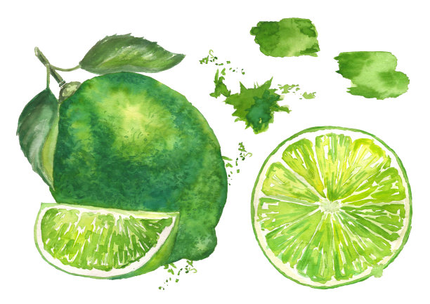 石灰与两个叶子，柠檬片，吸和喷水彩插图在一个孤立的背景图片下载