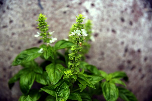 罗勒叶和花图片下载