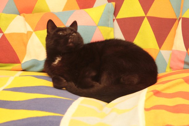 沙发上的猫图片下载