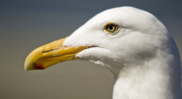 海鸥的画像图片下载
