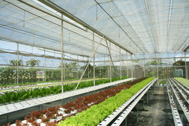 温室水培蔬菜图片下载