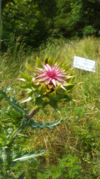 蓟盛开图片下载