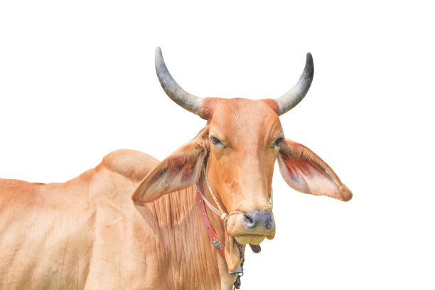 靠近红牛或爪哇牛孤立在白色背景与修剪路径图片下载