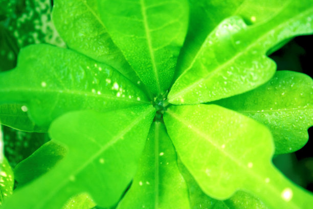 绿叶有白色叶斑。真正的背景。图片下载