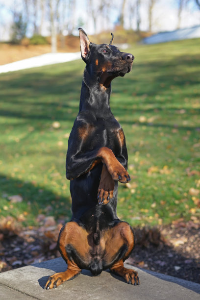 秋天，在公园的户外，黑色和棕色的杜宾犬，剪下的耳朵坐在后腿上图片下载