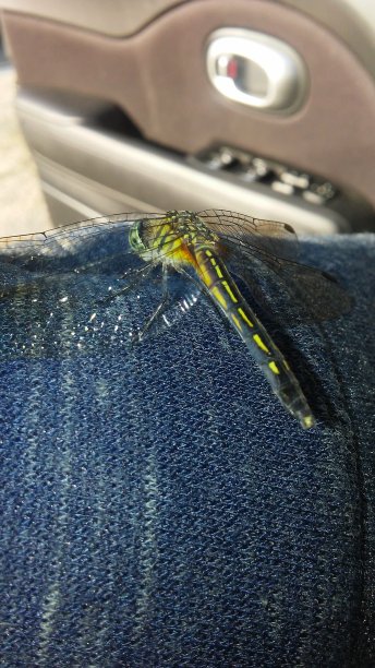 蜻蜓图片下载