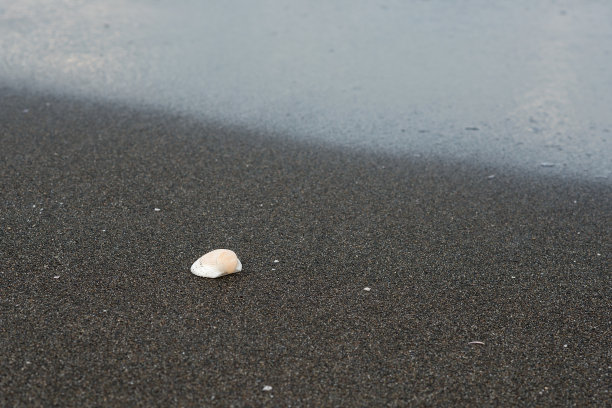 海边黑色沙滩上的白色贝壳。图片下载