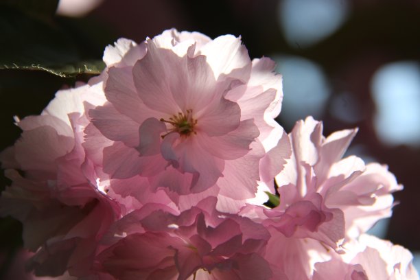 粉红色的花图片下载