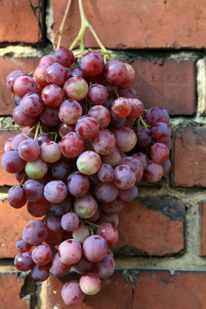 砖墙上挂着一串葡萄图片下载