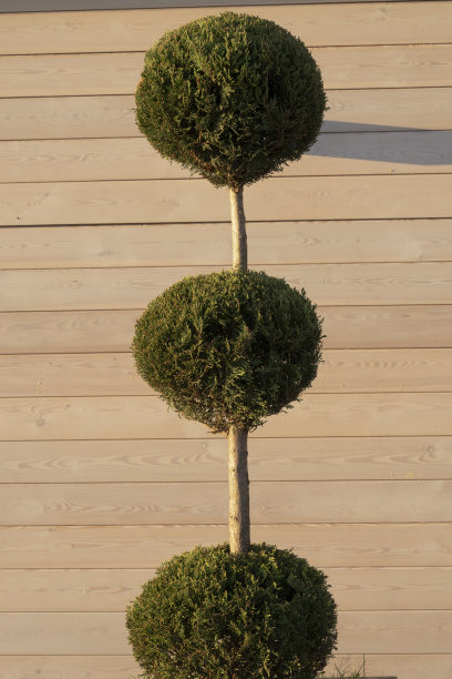 常青树黄杨木在盆中孤立在木材背景上图片下载