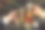 男人手里拿着三杯啤酒的照片。人穿西装。他们在酒吧。图片下载