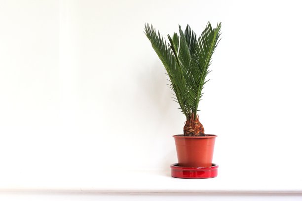 室内植物在白图片下载