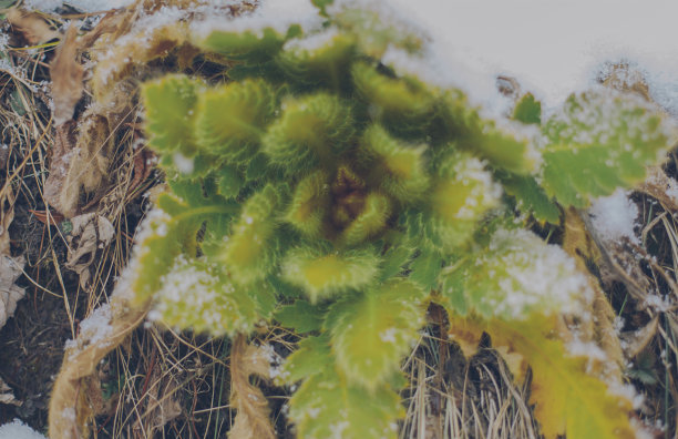 常绿肉质植物图片下载