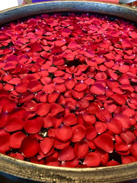 红玫瑰花瓣/玫瑰漂浮在水浴中图片下载
